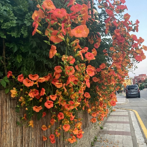 Meet your Posher, Megan - Picture 2 of 5